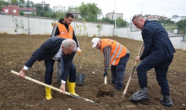 Atakum'daki okullarda meyve ağaçları yetişecek
