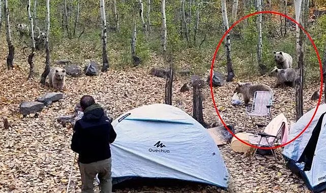 Ayılar çadırı bastı