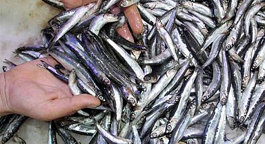 Denizanaları hamsinin besin kaynaklarını tehdit ediyor