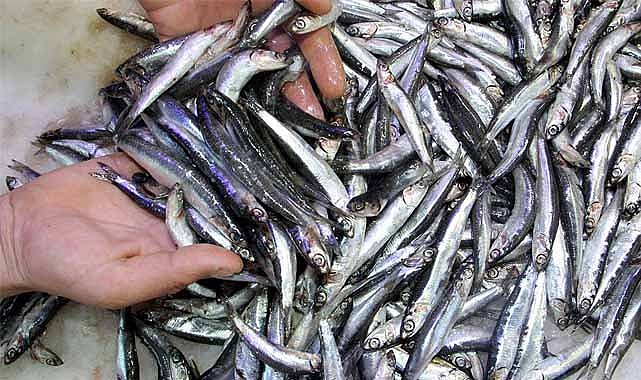 Denizanaları hamsinin besin kaynaklarını tehdit ediyor