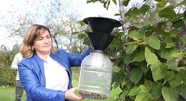 Feromon tuzak kullanımı yaygınlaştırılıyor