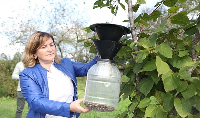 Feromon tuzak kullanımı yaygınlaştırılıyor