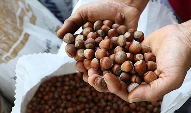 Ferrero fındık fiyatları açıklandı!