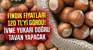Fındık fiyatları 120 TL’yi gördü! İvme yukarı doğru tavan yapacak