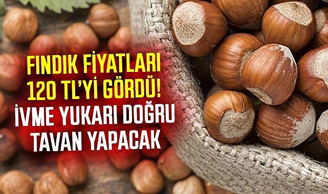 Fındık fiyatları 120 TL’yi gördü! İvme yukarı doğru tavan yapacak