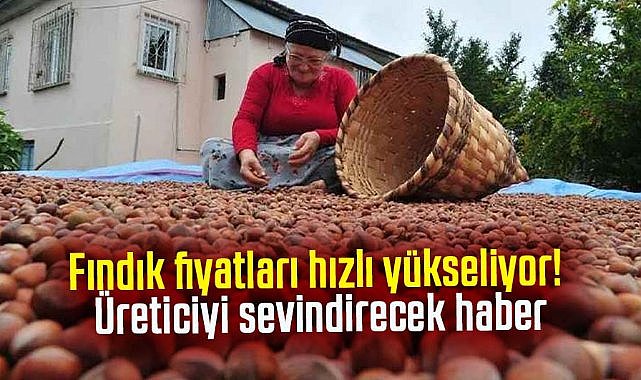 Fındık fiyatları hızlı yükseliyor! Üreticiyi sevindirecek haber