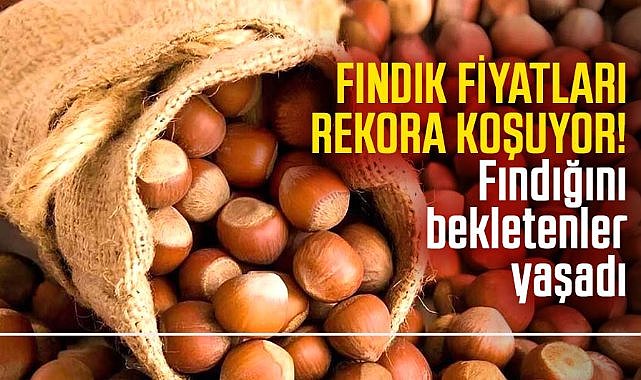 Fındık fiyatları rekora koşuyor! Fındığını bekletenler yaşadı