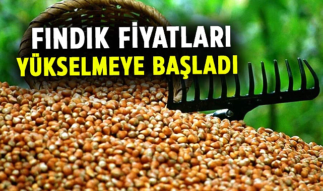 Fındık fiyatları yükselmeye başladı