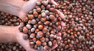 FİSKOBİRLİK fındık fiyatını yükseltti