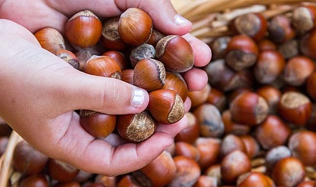 Fiskobirlik fındık fiyatları açıklandı!