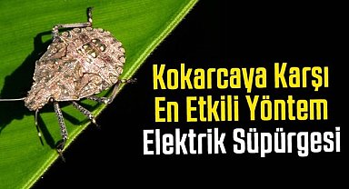İslam Saruhan: Kahverengi kokarcaya karşı en etkili yöntem elektrik süpürgesi