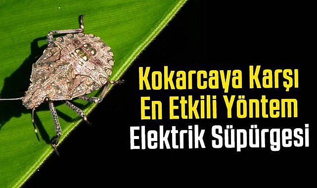 İslam Saruhan: Kahverengi kokarcaya karşı en etkili yöntem elektrik süpürgesi
