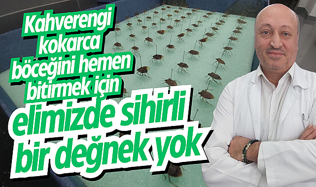 Kahverengi kokarca böceğini hemen bitirmek için elimizde sihirli bir değnek yok