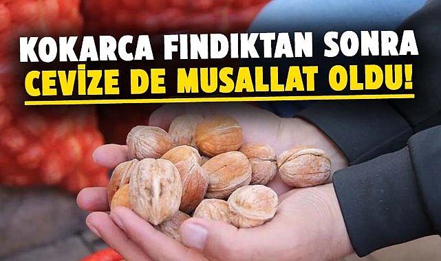 Kahverengi kokarca ceviz üreticilerini de vurdu!