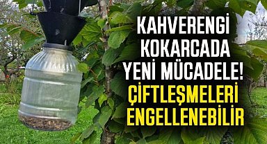 Kahverengi kokarcada yeni mücadele!  Çiftleşmeleri engellenebilir