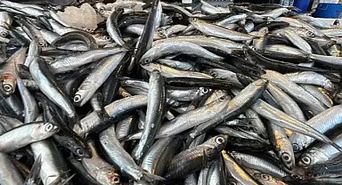 Karadeniz’de hamsi krizi! Balıkçılar kaygılı