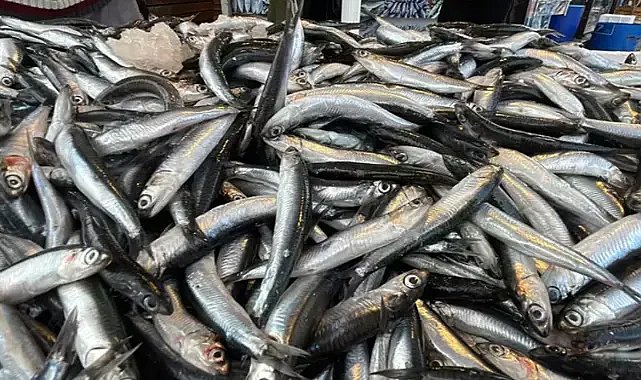Karadeniz’de hamsi krizi! Balıkçılar kaygılı