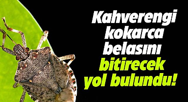 Karadeniz'in baş belası kahverengi kokarcayı bitirecek yol bulundu!