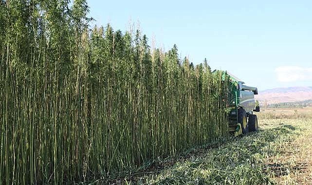 Kenevir yetiştiriciliğinde kotalar belli oldu