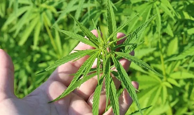 Kenevir yetiştiriciliğinde yeni kota! Resmi Gazete’de yayımlandı