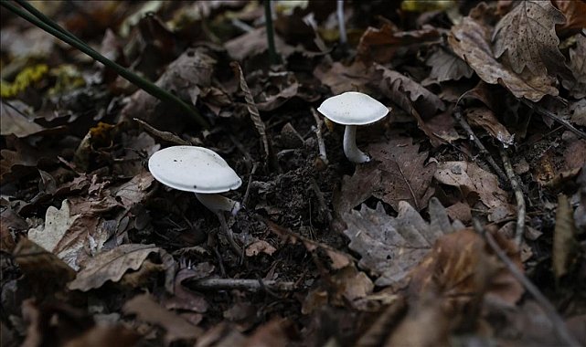 Mantar zehirlenmesi! 6 kişi hastaneye kaldırıldı