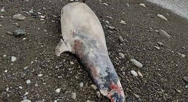 Ölü yunus balığı sahile vurdu