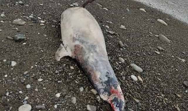 Ölü yunus balığı sahile vurdu