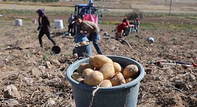 Patates tarlada 2, pazarda 10 lira