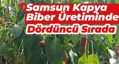 Samsun Bafra Ovası kapya biber üretiminde Türkiye’de dördüncü sırada