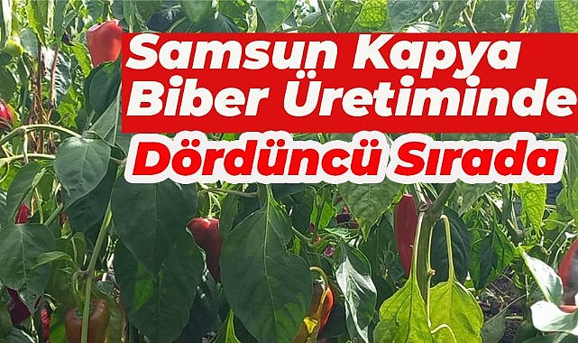 Samsun Bafra Ovası kapya biber üretiminde Türkiye’de dördüncü sırada
