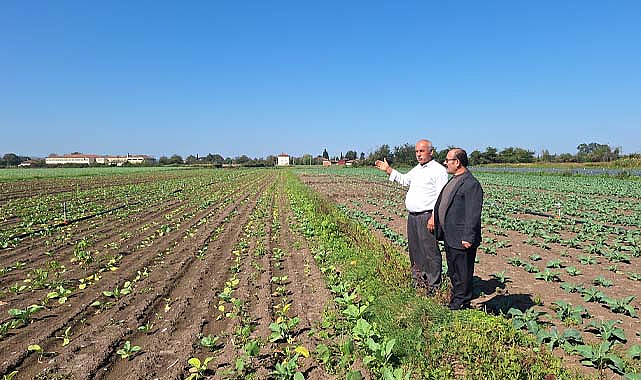 Samsun Bafra Ovası’nda kışlık sebze ekimi yapıldı