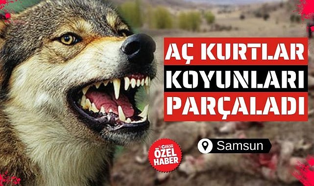 Samsun'da aç kurtlar koyunları telef etti
