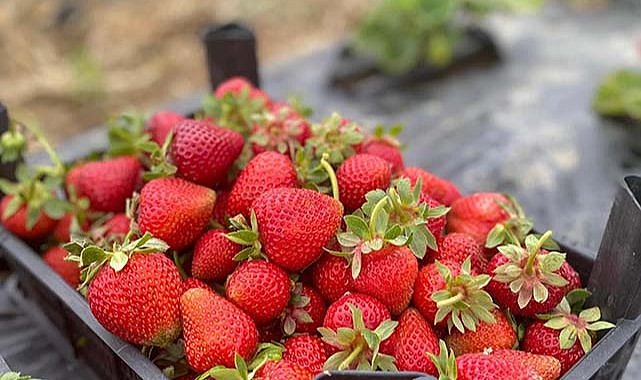 Samsun'da çilek üretimi destekleniyor