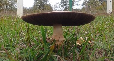 Samsun'da dev mantarlar şaşırttı