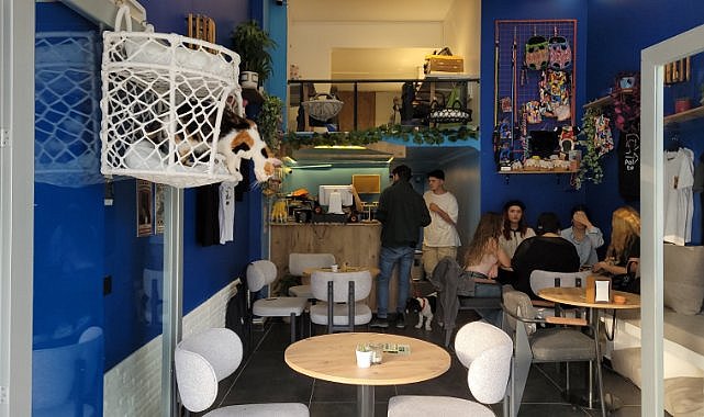 Samsun'da hayvanseverlere özel kafe: ‘Patili Kafe’