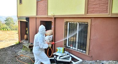 Samsun'da kahverengi kokarcayla mücadele