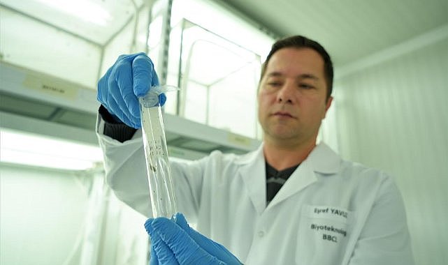 Samsun’da kokarca istilasına karşı samuray arısı üretimi 10 katına çıkarıldı