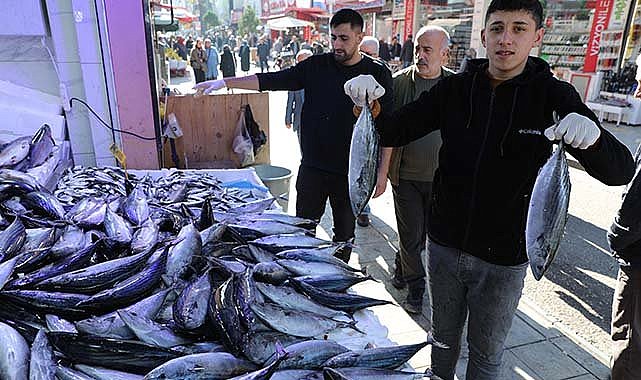 Samsun'da palamut bolluğu yüzleri güldürdü