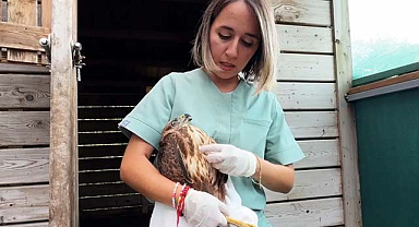 Samsun'da tedavi edilen baykuşlar yeniden doğaya kavuştu