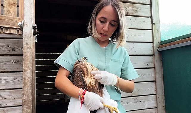 Samsun'da tedavi edilen baykuşlar yeniden doğaya kavuştu