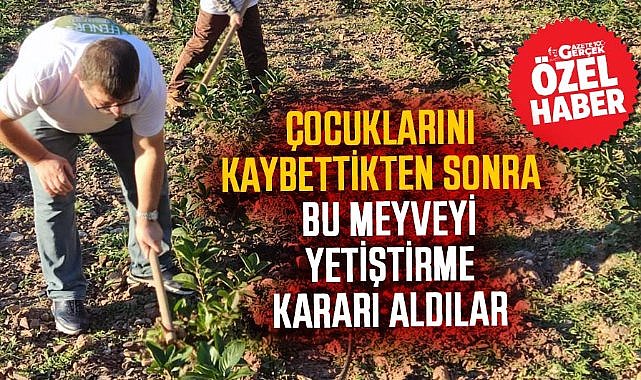 Samsun'da üzüntüden doğan umut: Aronya meyvesi