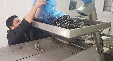 Samsun’un Alaçam ilçesinde zeytin hasadı başladı
