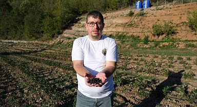 Samsun'un Bafra ilçesinde çocuklarını kaybeden aile aronya ile hayata tutundu