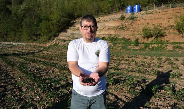 Samsun'un Bafra ilçesinde çocuklarını kaybeden aile aronya ile hayata tutundu