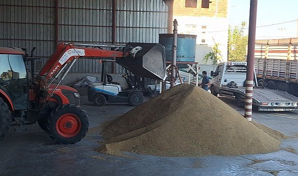 Samsun'un Bafra Ovası'nda çeltik alımları devam ediyor