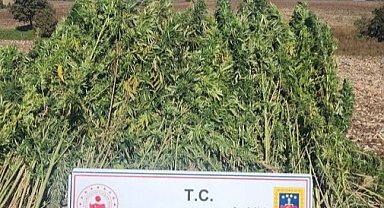 Samsun'un Havza ilçesinde 810 kök kenevir ele geçirildi