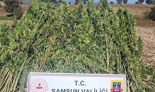Samsun'un Havza ilçesinde 810 kök kenevir ele geçirildi