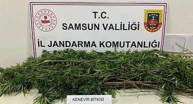 Samsun’un Vezirköprü ilçesinde uyuşturucu operasyonu