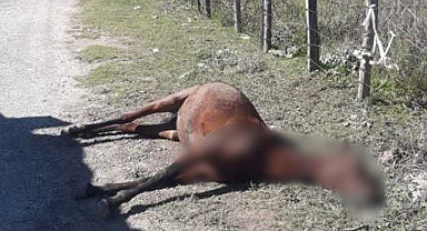 Silahla vurulan at yol kenarına bırakıldı