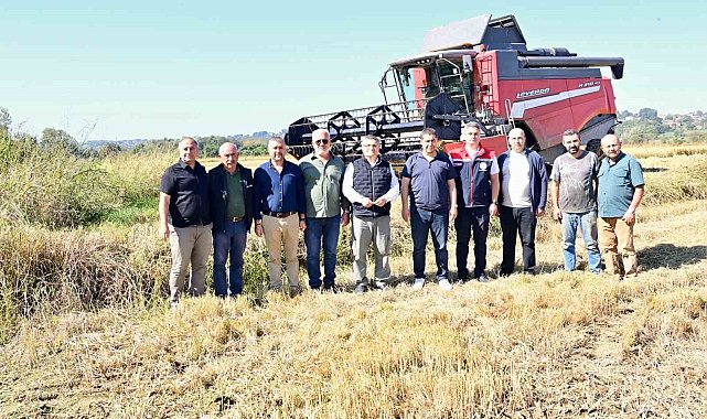 Sinop'ta çeltik hasadı